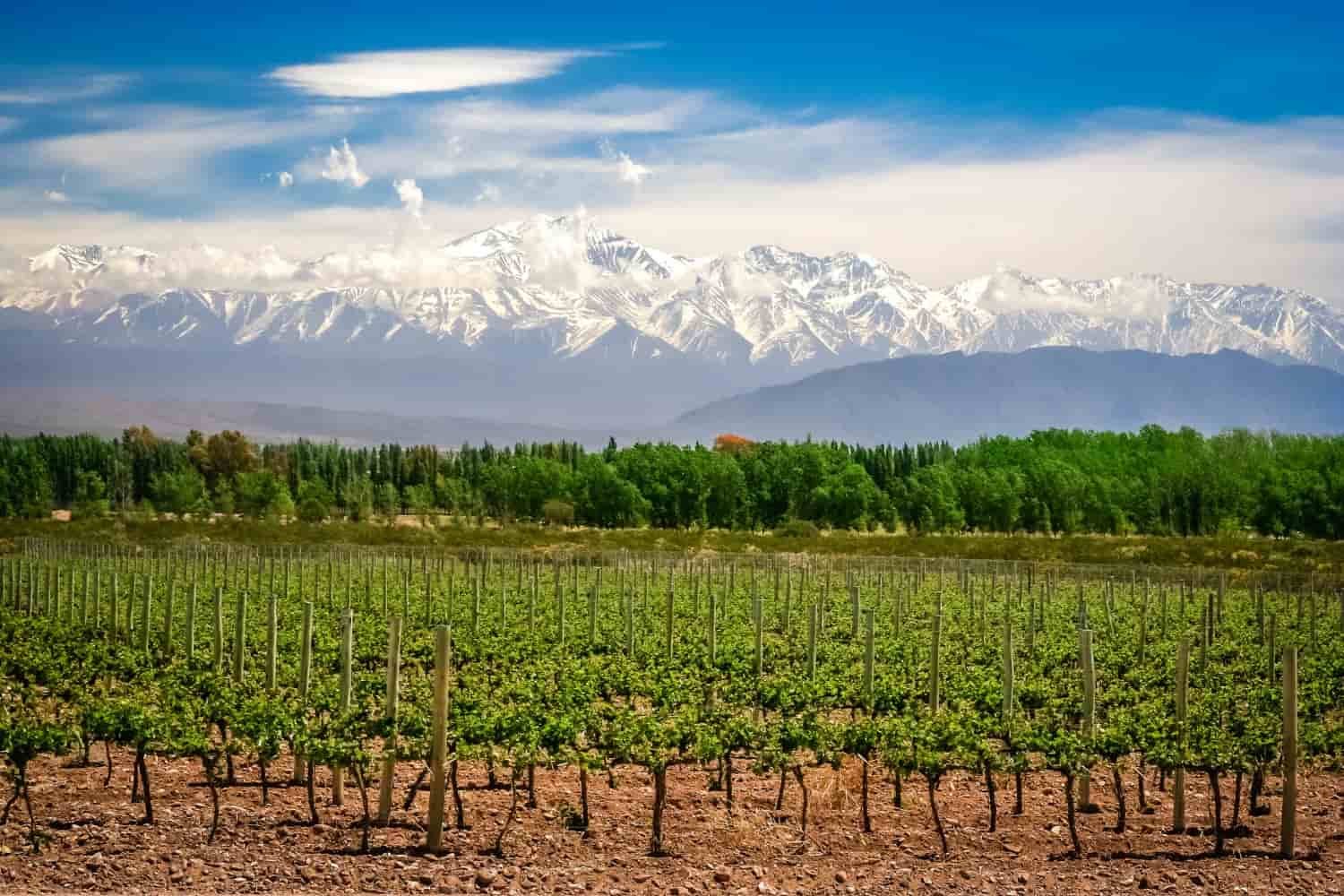 Vista panorámica de los viñedos de Mendoza con los Andes en el fondo